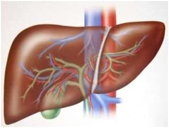 liver