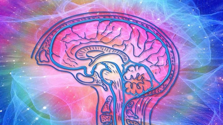 BRAIN 29