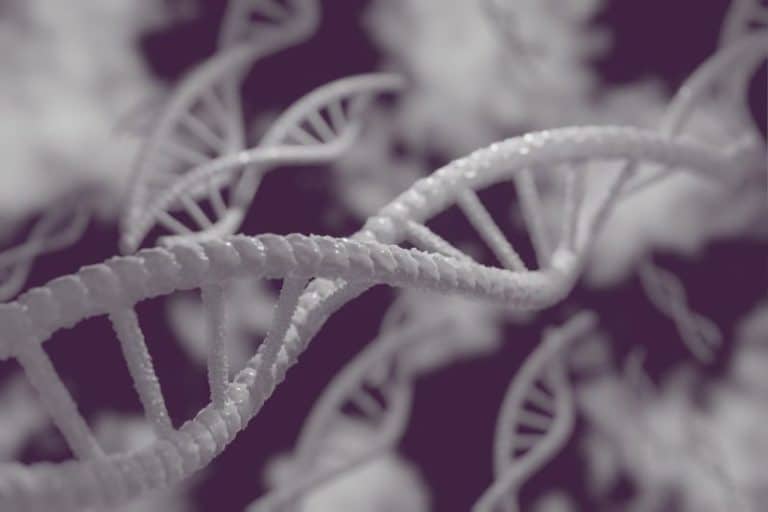GENE 18