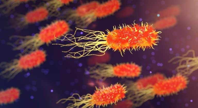 bacteria 23