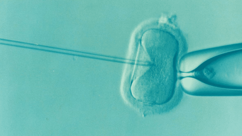 IVF הפרייה